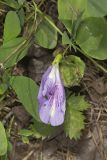 Butterfly Pea, Clitoria mariana