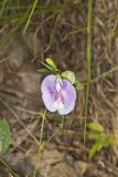 Butterfly Pea, Clitoria mariana