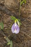 Butterfly Pea, Clitoria mariana