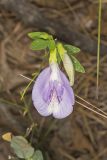 Butterfly Pea, Clitoria mariana