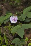 Butterfly Pea, Clitoria mariana
