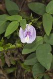 Butterfly Pea, Clitoria mariana