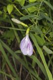 Butterfly Pea, Clitoria mariana