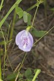 Butterfly Pea, Clitoria mariana