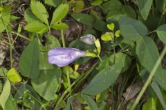 Butterfly Pea, Clitoria mariana