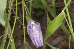 Butterfly Pea, Clitoria mariana