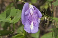 Butterfly Pea, Clitoria mariana