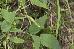 Butterfly Pea, Clitoria mariana