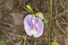 Butterfly Pea, Clitoria mariana