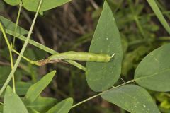 Butterfly Pea, Clitoria mariana