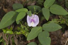Butterfly Pea, Clitoria mariana