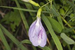 Butterfly Pea, Clitoria mariana
