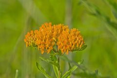 Butterfly Weed