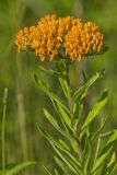 Butterfly Weed, Asclepias tuberosa