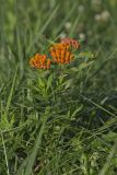 Butterfly Weed, Asclepias tuberosa