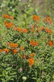 Butterfly Weed, Asclepias tuberosa