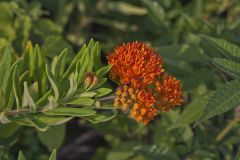 Butterfly Weed, Asclepias tuberosa
