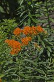 Butterfly Weed, Asclepias tuberosa