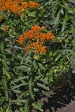 Butterfly Weed, Asclepias tuberosa