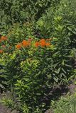 Butterfly Weed, Asclepias tuberosa