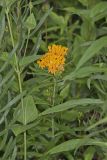 Butterfly Weed, Asclepias tuberosa