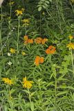 Butterfly Weed, Asclepias tuberosa