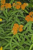 Butterfly Weed, Asclepias tuberosa