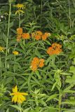 Butterfly Weed, Asclepias tuberosa