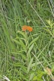 Butterfly Weed, Asclepias tuberosa