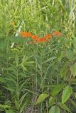 Butterfly Weed, Asclepias tuberosa