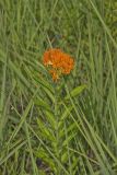 Butterfly Weed, Asclepias tuberosa