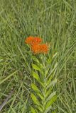 Butterfly Weed, Asclepias tuberosa