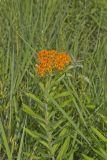 Butterfly Weed, Asclepias tuberosa