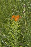 Butterfly Weed, Asclepias tuberosa