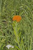 Butterfly Weed, Asclepias tuberosa