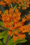 Butterfly Weed, Asclepias tuberosa