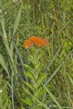 Butterfly Weed, Asclepias tuberosa