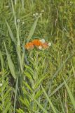 Butterfly Weed, Asclepias tuberosa