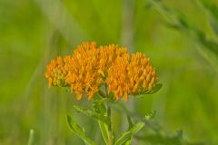 Butterfly Weed, Asclepias tuberosa