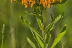 Butterfly Weed, Asclepias tuberosa