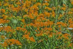 Butterfly Weed, Asclepias tuberosa