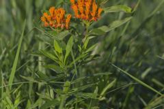 Butterfly Weed, Asclepias tuberosa