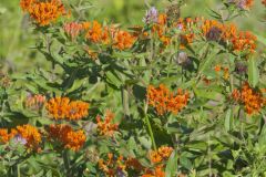 Butterfly Weed, Asclepias tuberosa