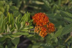 Butterfly Weed, Asclepias tuberosa