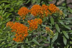 Butterfly Weed, Asclepias tuberosa