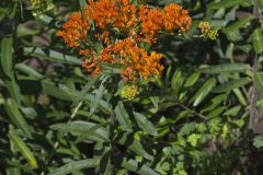 Butterfly Weed, Asclepias tuberosa