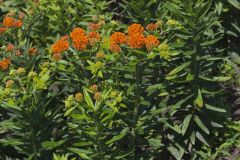 Butterfly Weed, Asclepias tuberosa