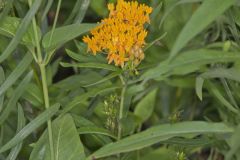 Butterfly Weed, Asclepias tuberosa