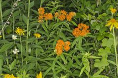 Butterfly Weed, Asclepias tuberosa