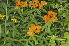 Butterfly Weed, Asclepias tuberosa